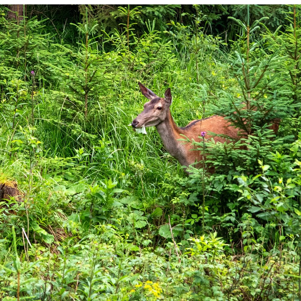 Lifestyle shot of EPIC REPELLENTS Deer Scram being applied in a garden