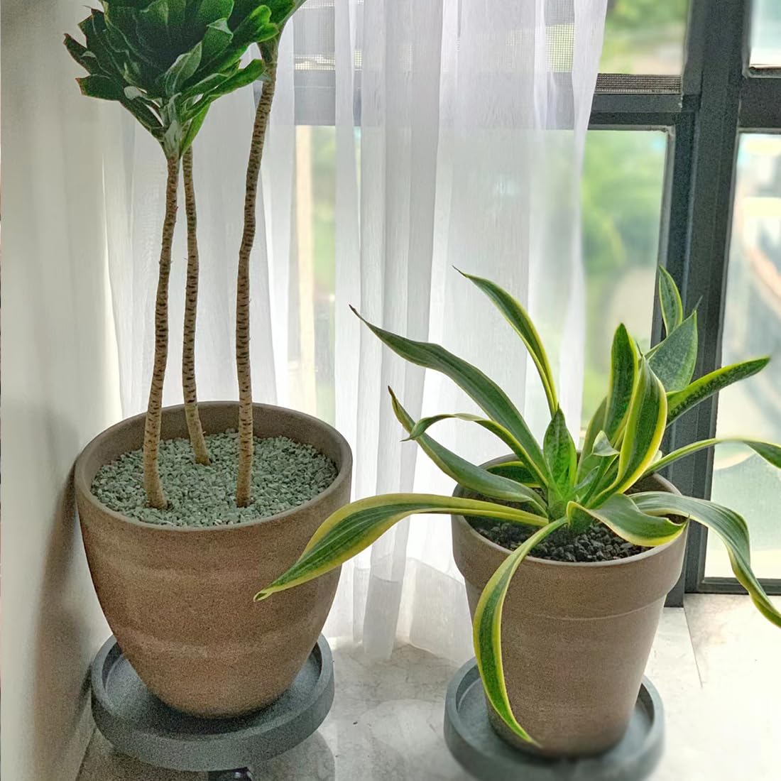 Lifestyle shot of indoor plants with zeolite rocks