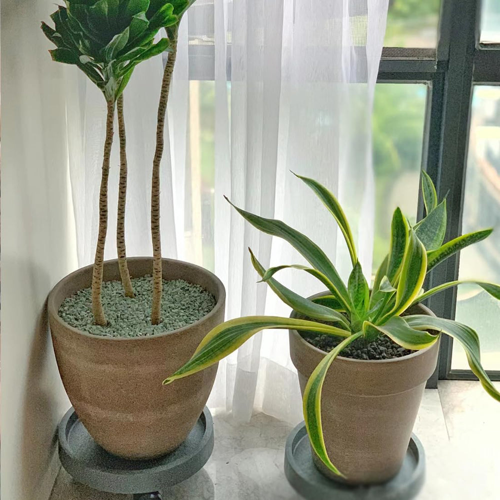 Lifestyle shot of indoor plants with zeolite rocks