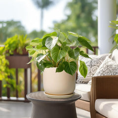 Lifestyle shot of SUNPOTFOR Ceramic Planter with succulent