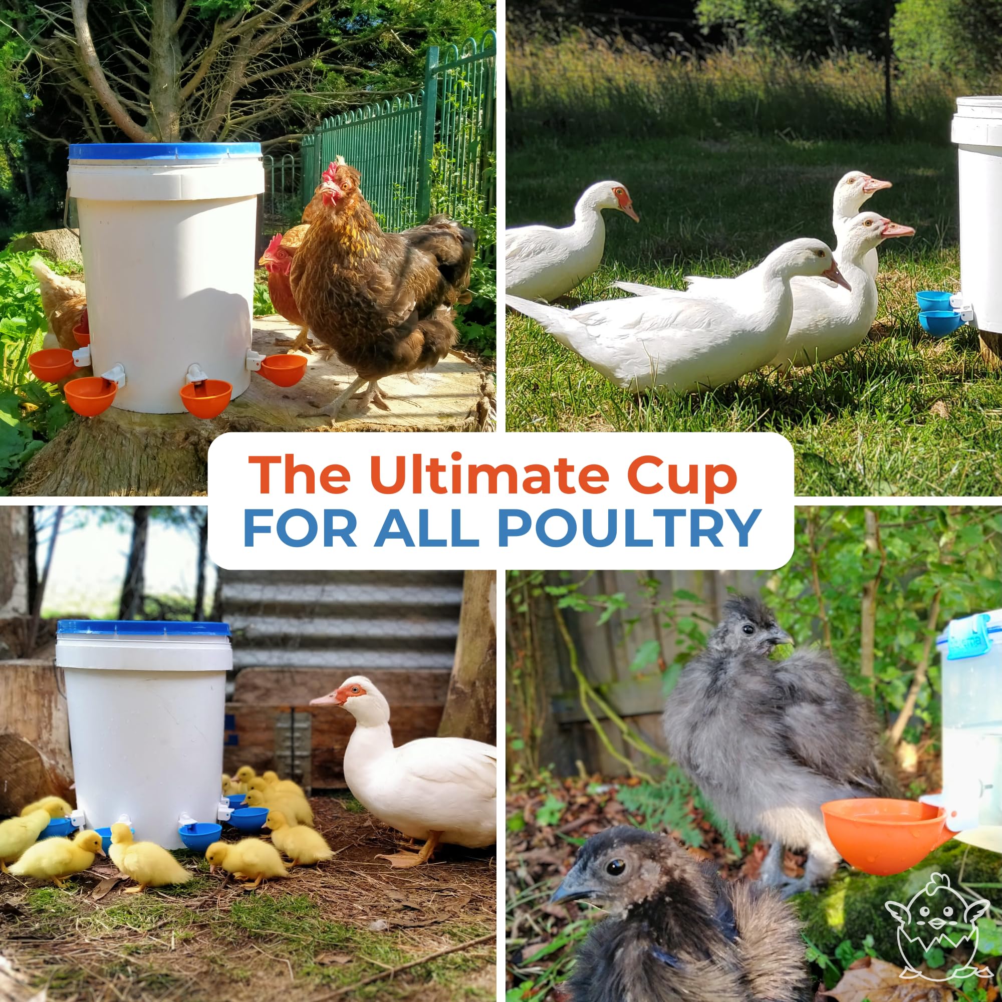 Lil'Clucker Automatic Chicken Waterer Cup with poultry drinking