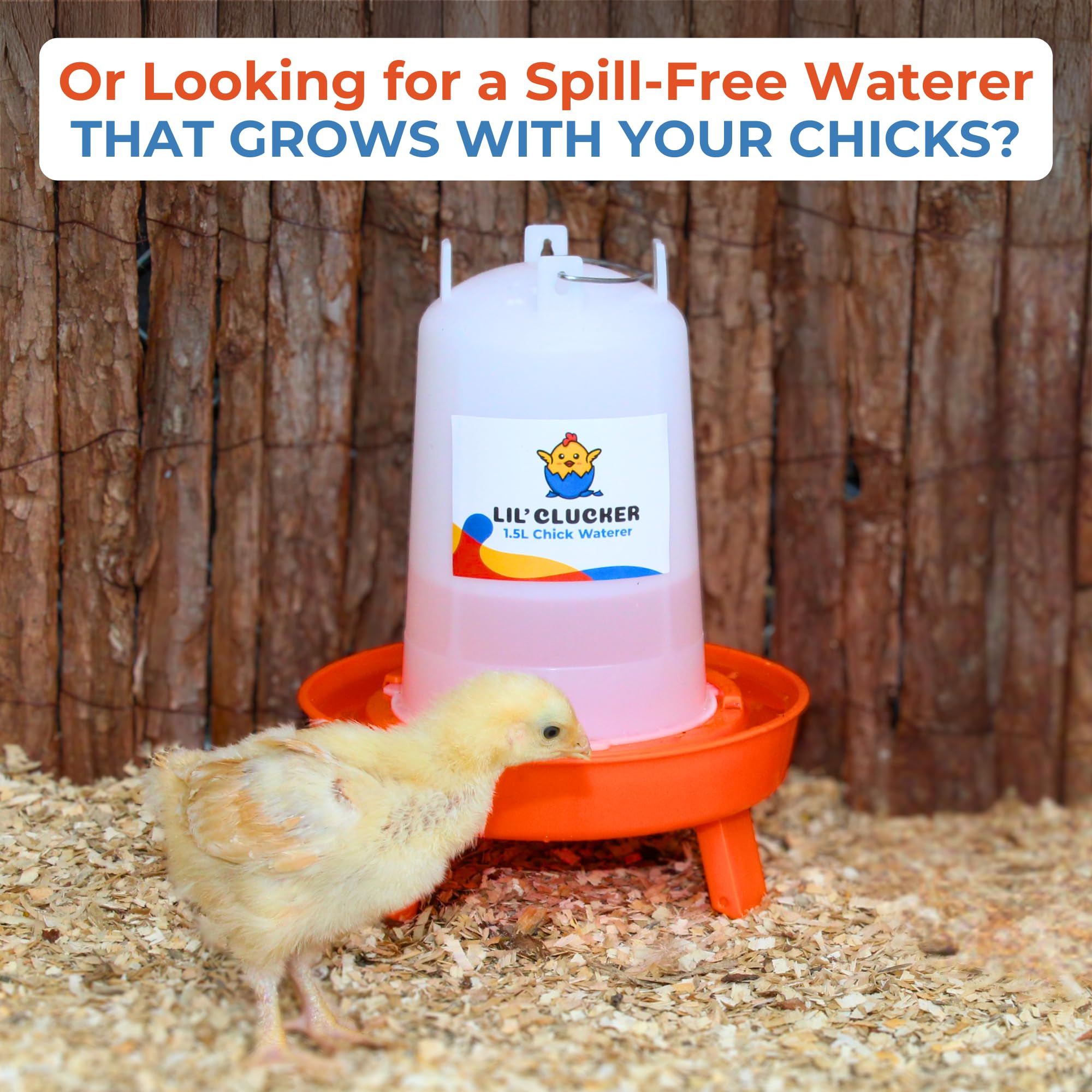 Lil'Clucker chick feeding setup in brooder