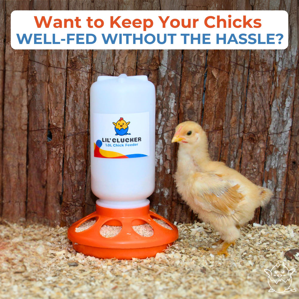 Lil'Clucker poultry feeder in compact design