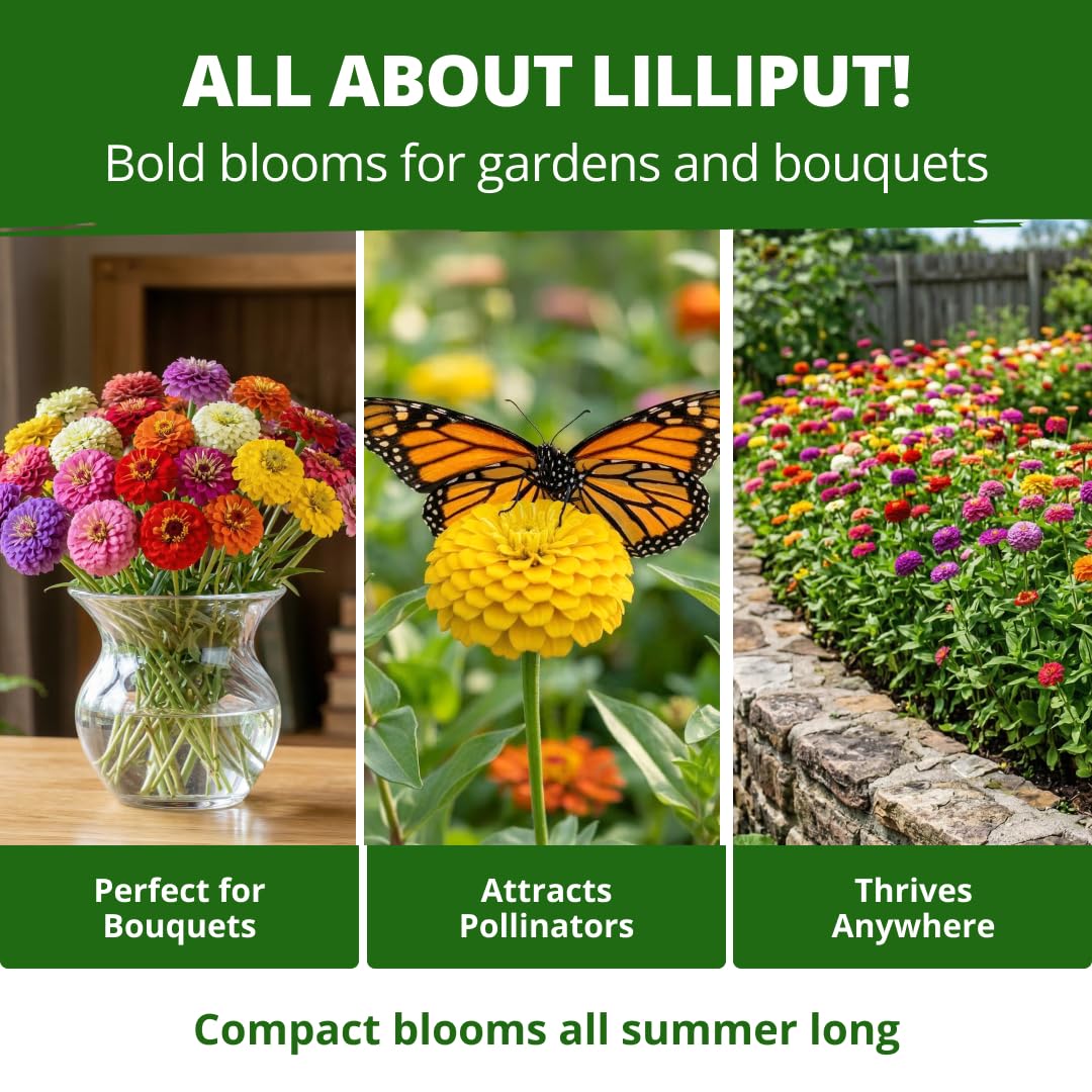 Lilliput Zinnias blooming in a garden border