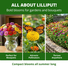 Lilliput Zinnias blooming in a garden border