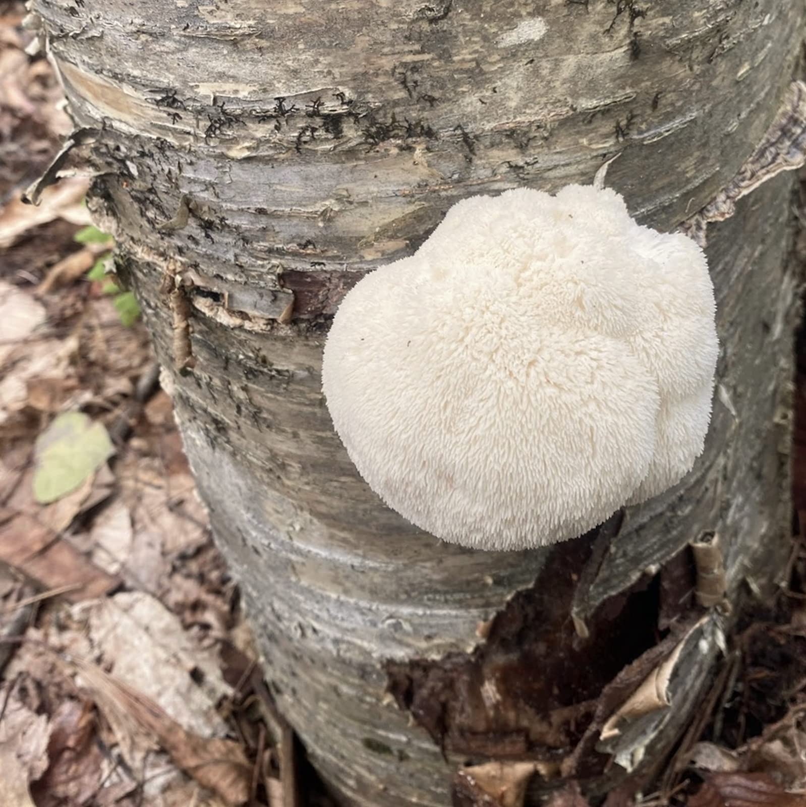 Lion's Mane Mushroom Plugs in a garden setting
