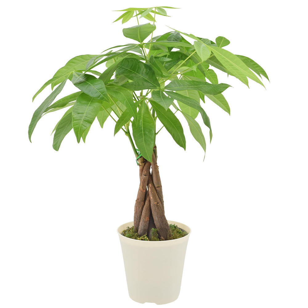Live Braided Money Tree in 4-inch pot with green leaves