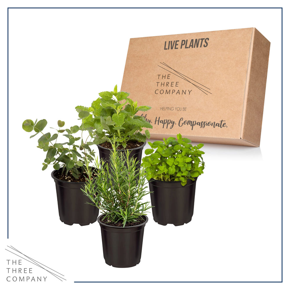 Live herbs shipped fresh from The Three Company greenhouse
