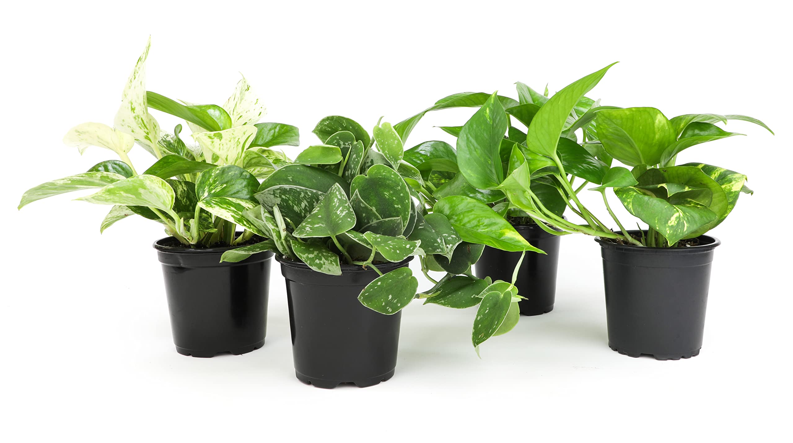Live pothos plants in assorted varieties in 4-inch pots