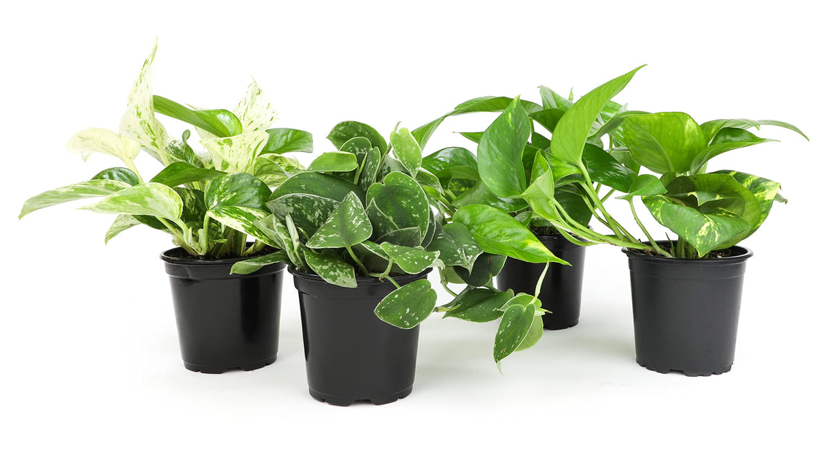 Live pothos plants in assorted varieties in 4-inch pots