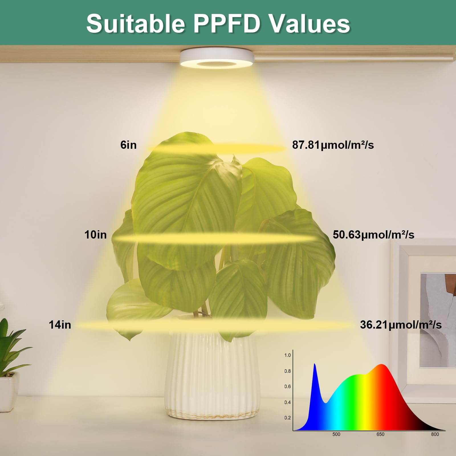 LORDEM Grow Light in use with succulents