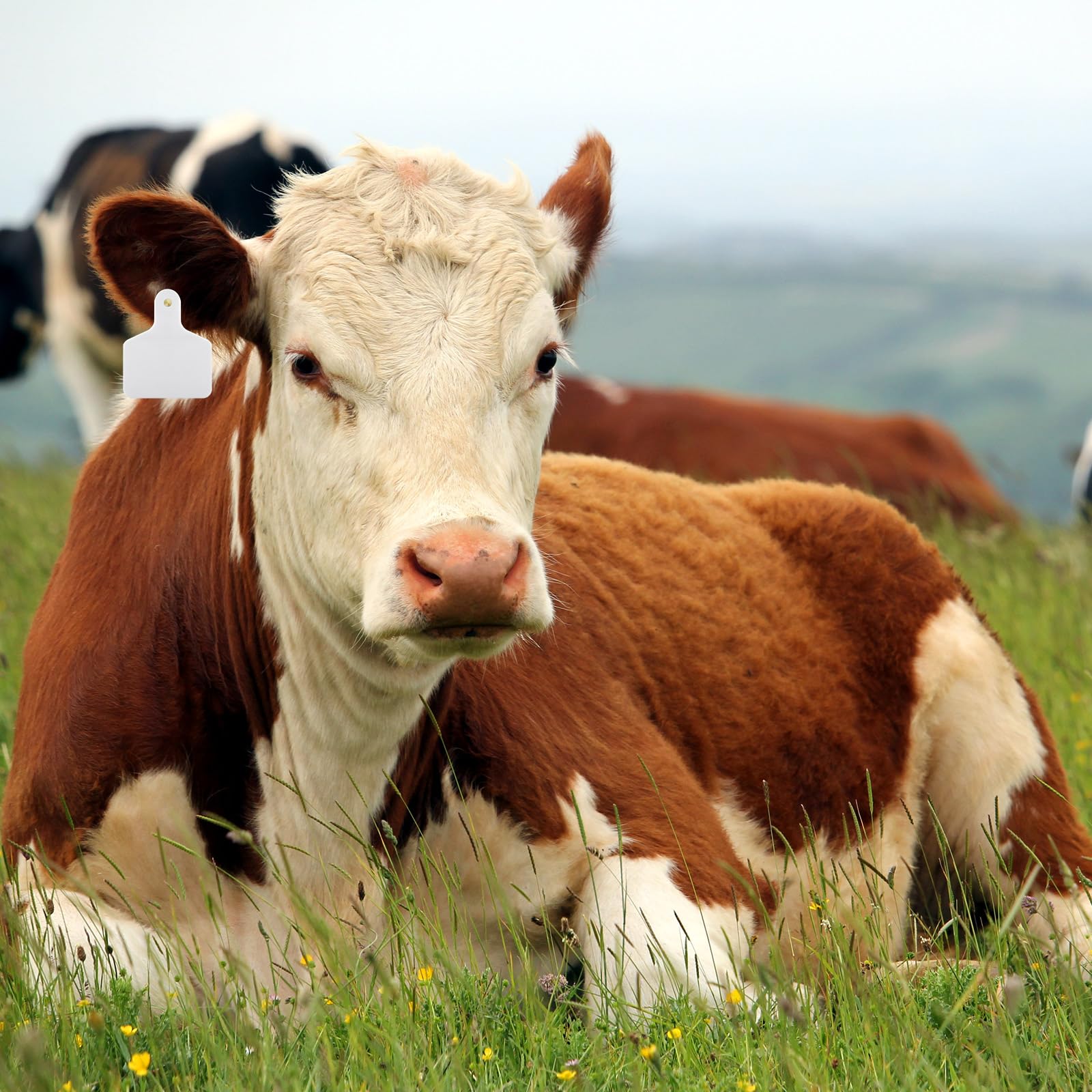 Lothee blank cattle ear tag in a livestock management setting