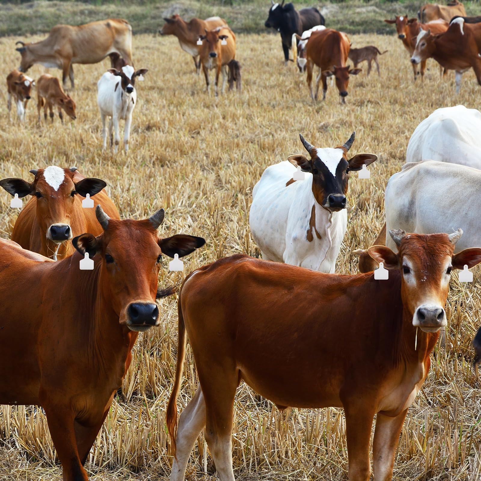 Lothee package of 100 blank cattle ear tags, top view