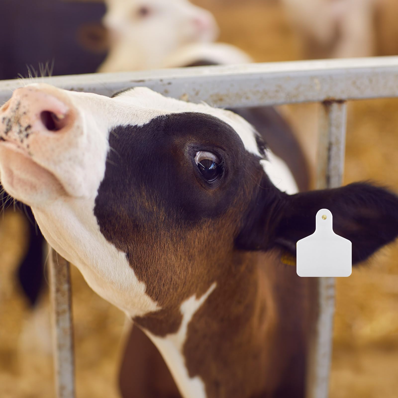 Lothee plastic ear tag for livestock, close-up