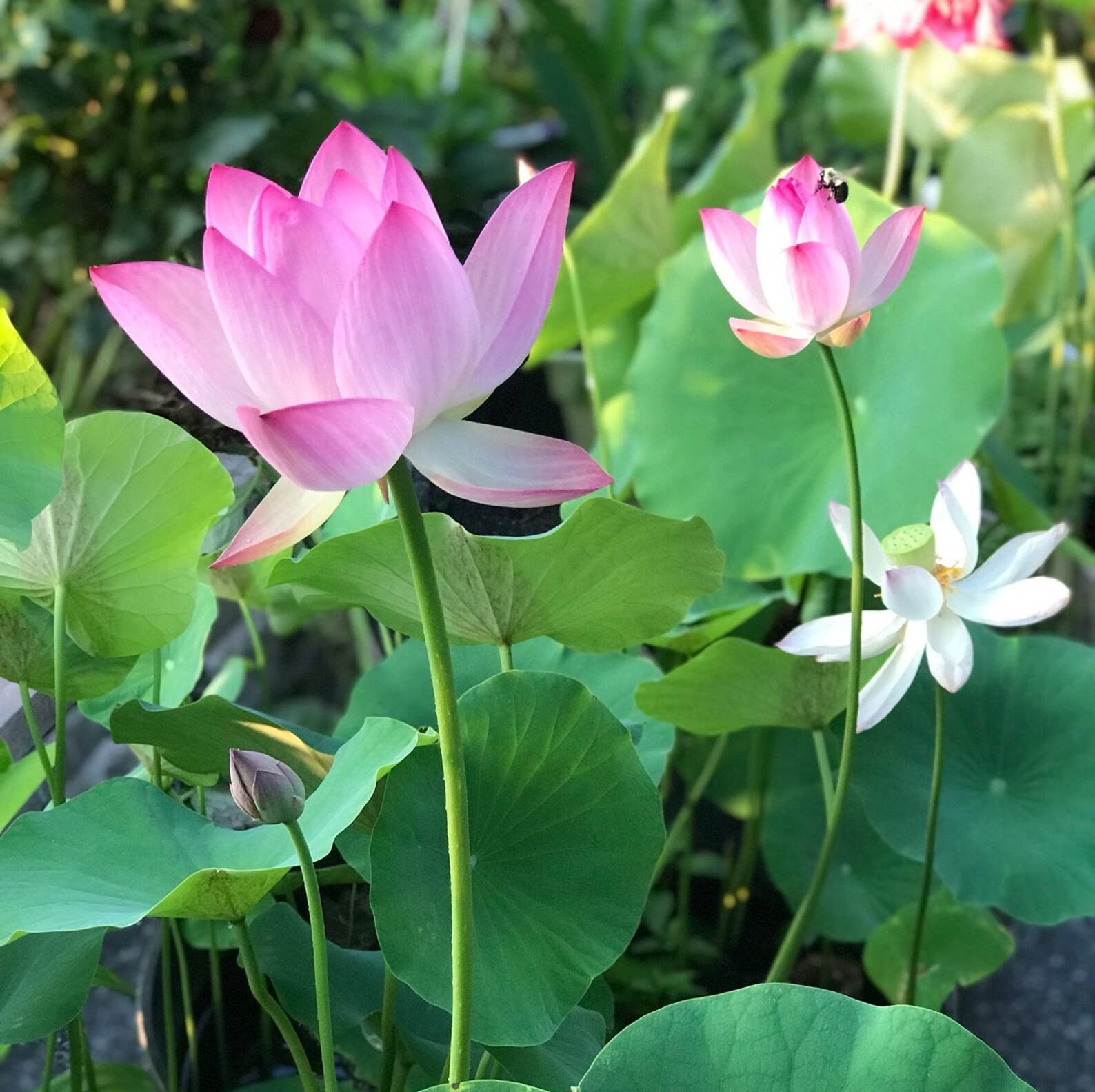 Lotus plants in a decorative bowl garden setup