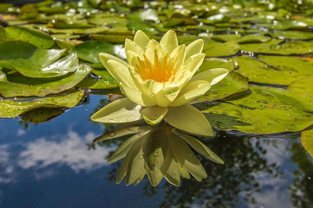 Lotus seeds growing in a pond