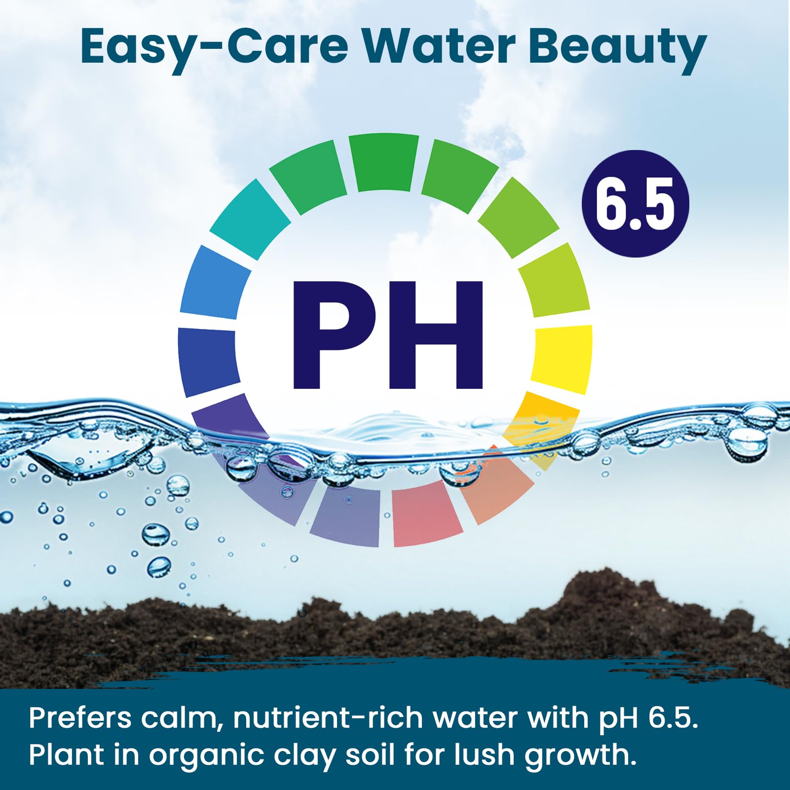Lotus seeds in water for germination