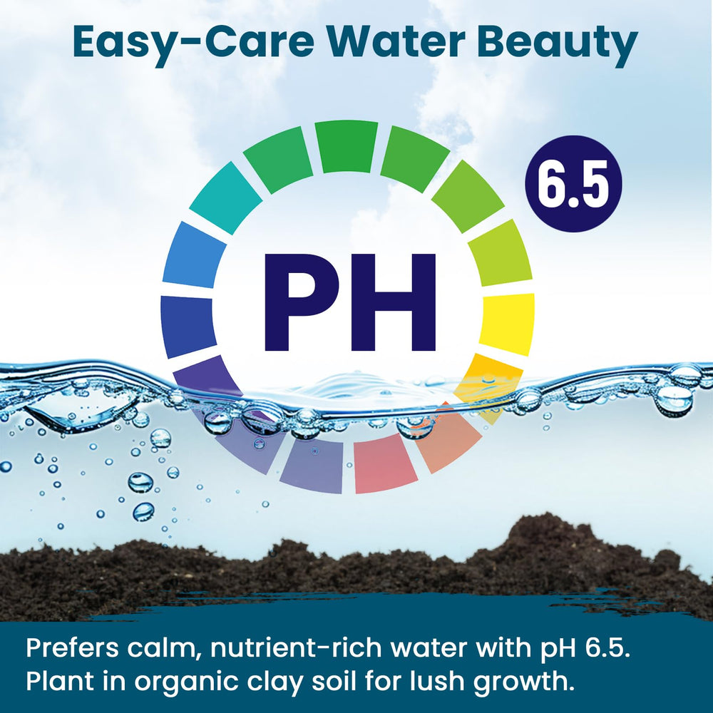 Lotus seeds in water for germination