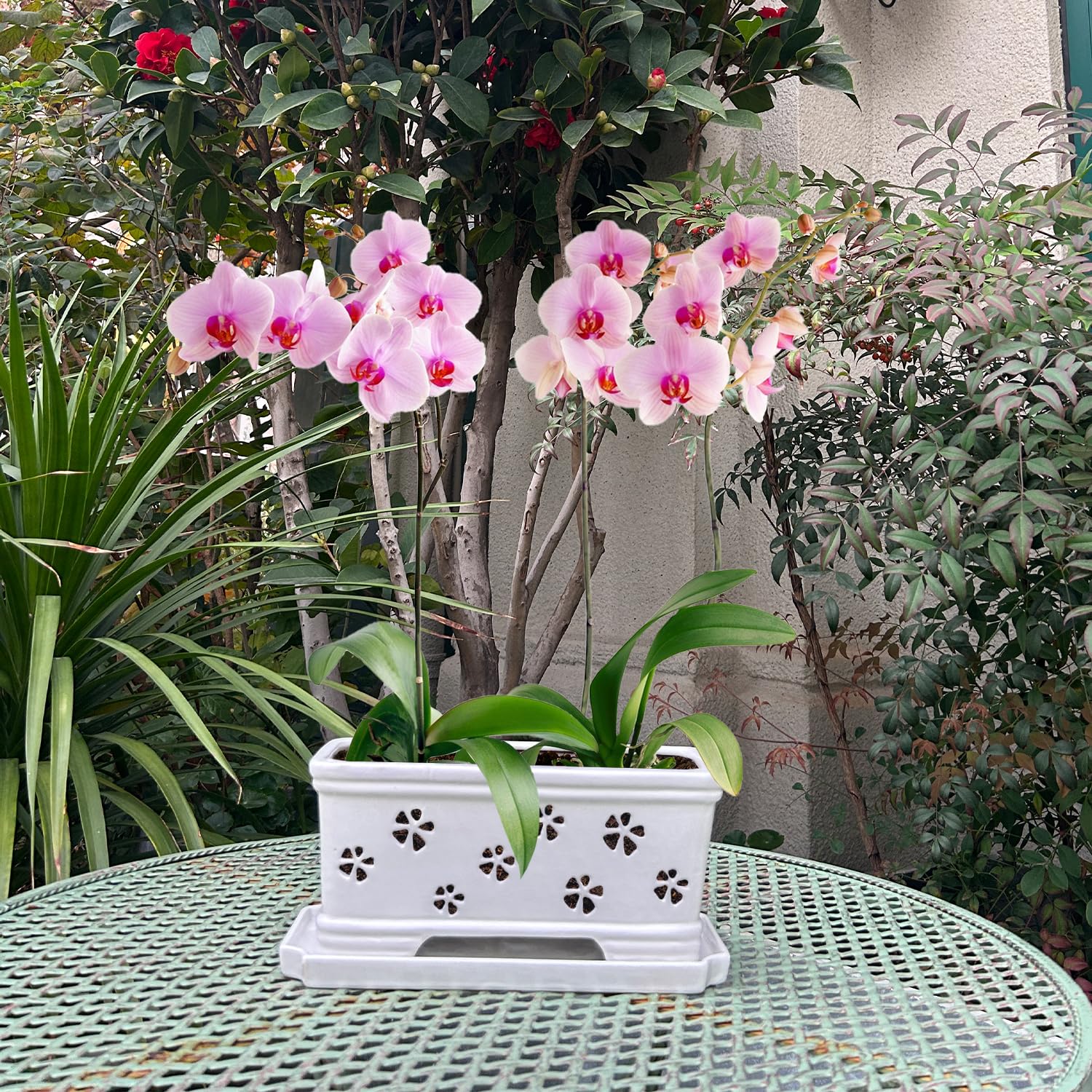 Lovely Ran Orchid Pot on office desk setting