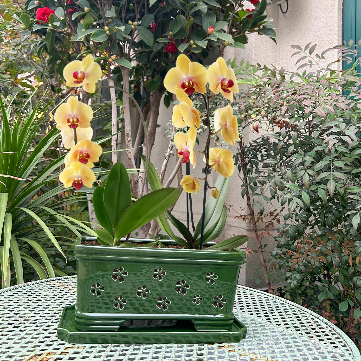 Lovely Ran Orchid Pot placed on a desk