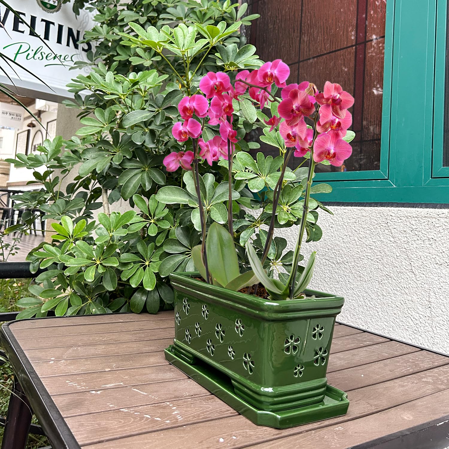 Lovely Ran Orchid Pot with butterfly orchids inside