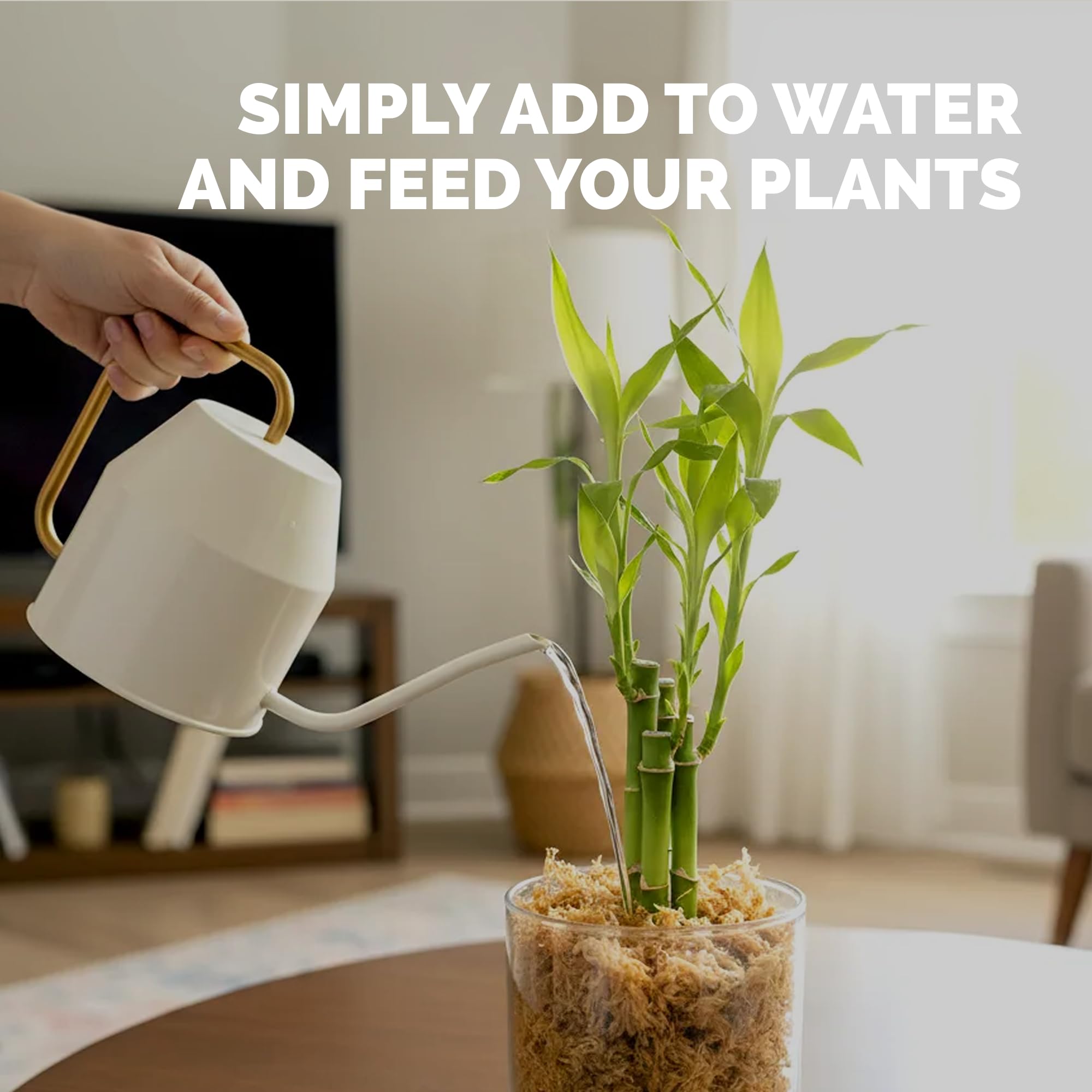 Lucky bamboo plant thriving with TPS NUTRIENTS Fertilizer