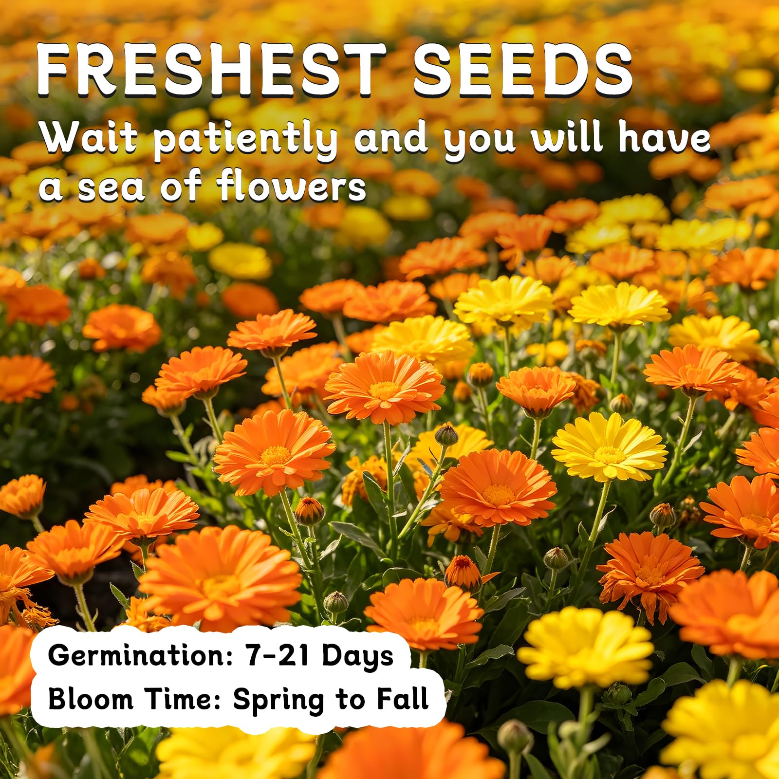 LUOJIBIE Calendula seeds mixed display with colourful blooms