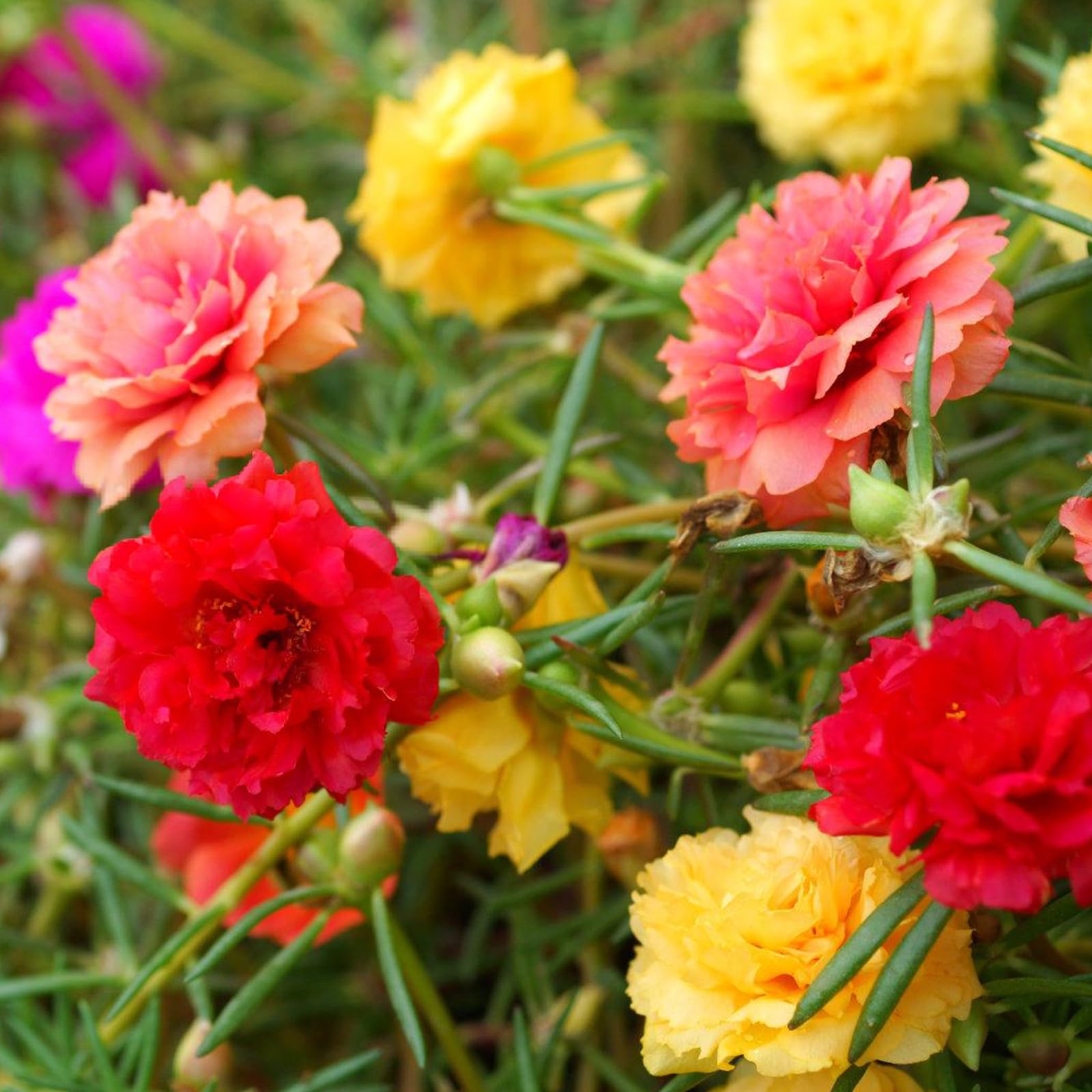 LUOJIBIE Moss Rose Seeds package front view with mixed colours