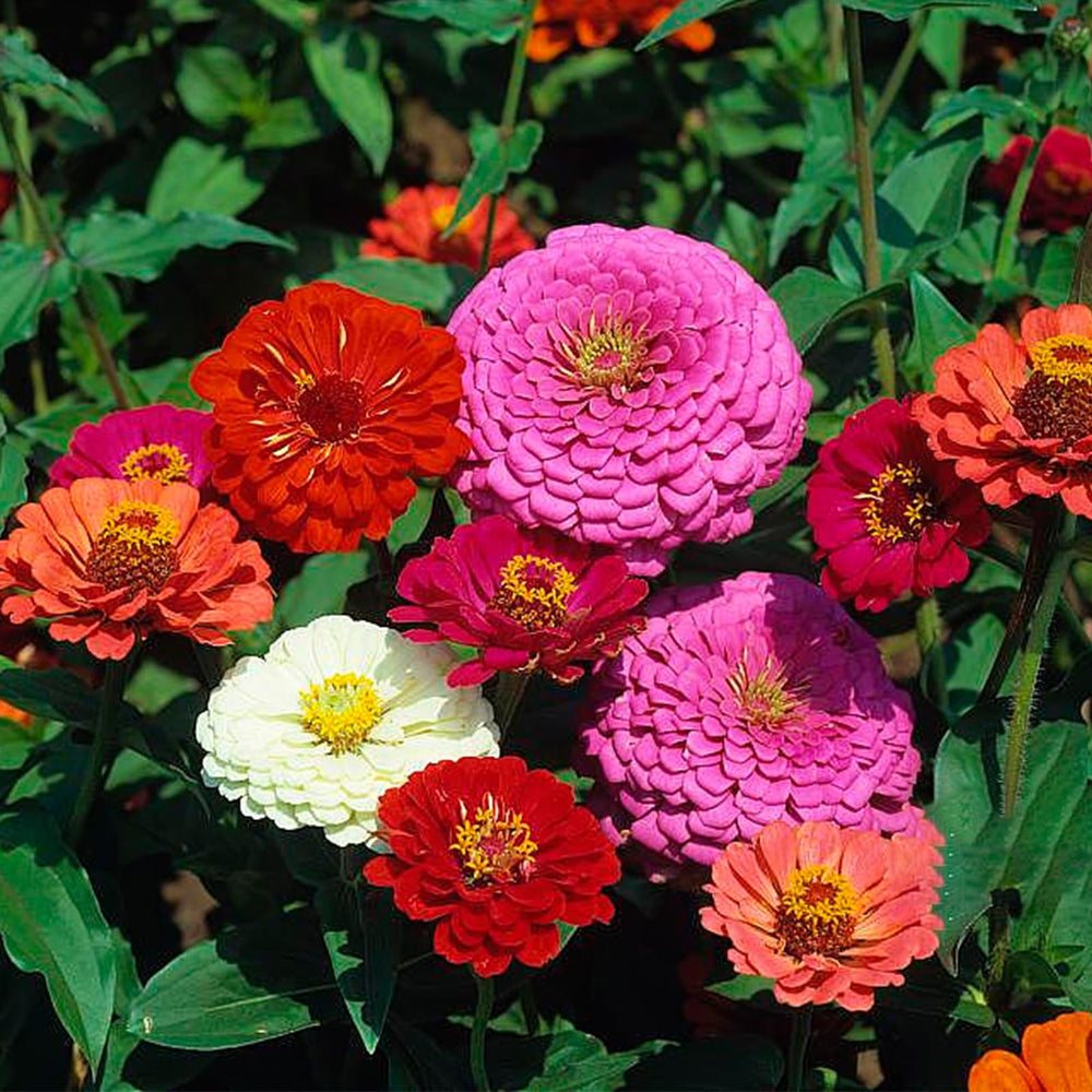 LUOJIBIE Zinnia Seeds bulk packet front view with colourful seeds