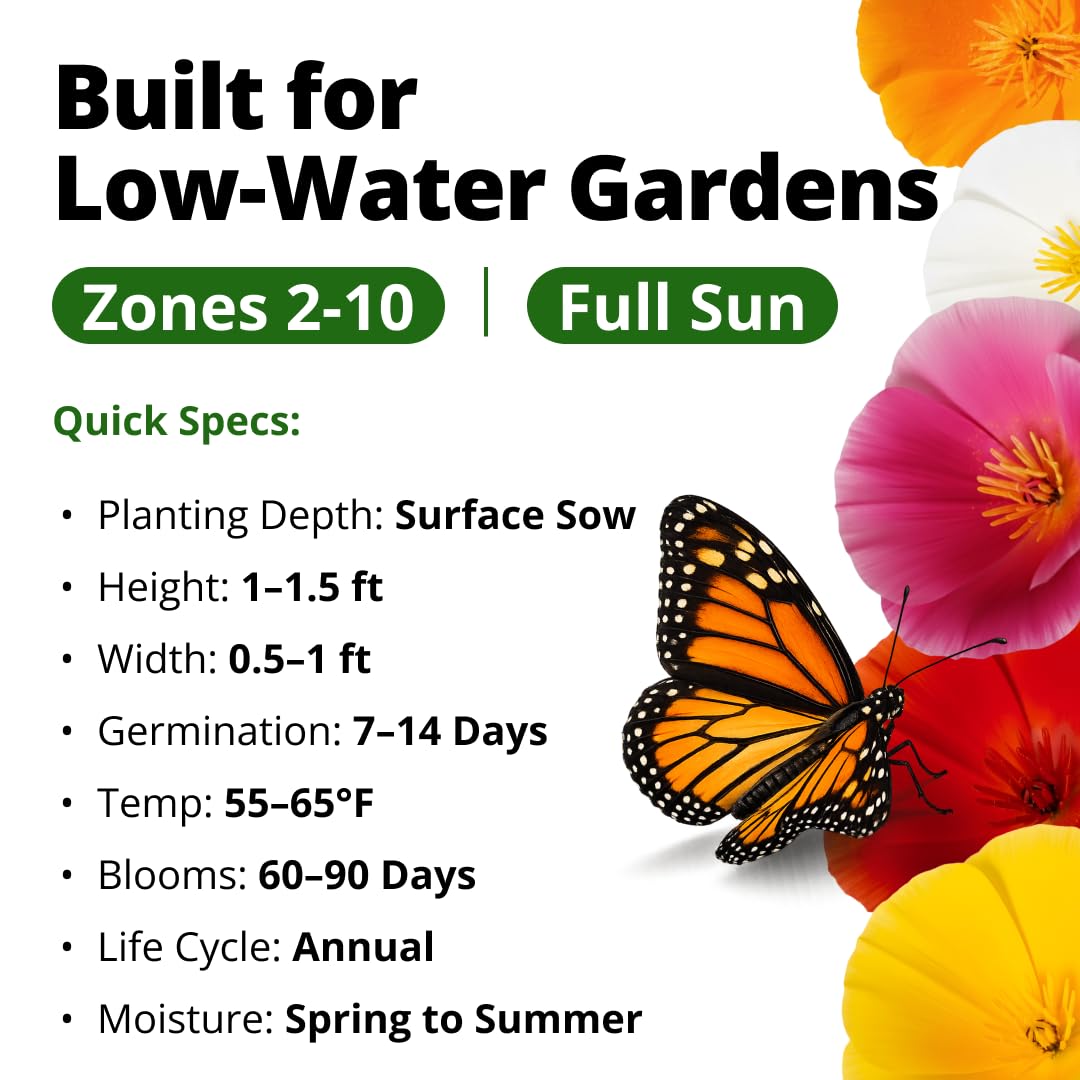 Lush garden display featuring HOME GROWN California Poppy flowers