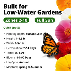 Lush garden display featuring HOME GROWN California Poppy flowers