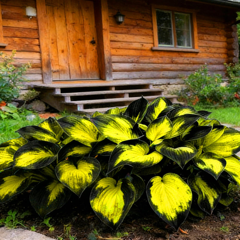 Lush green Hosta leaves attracting butterflies