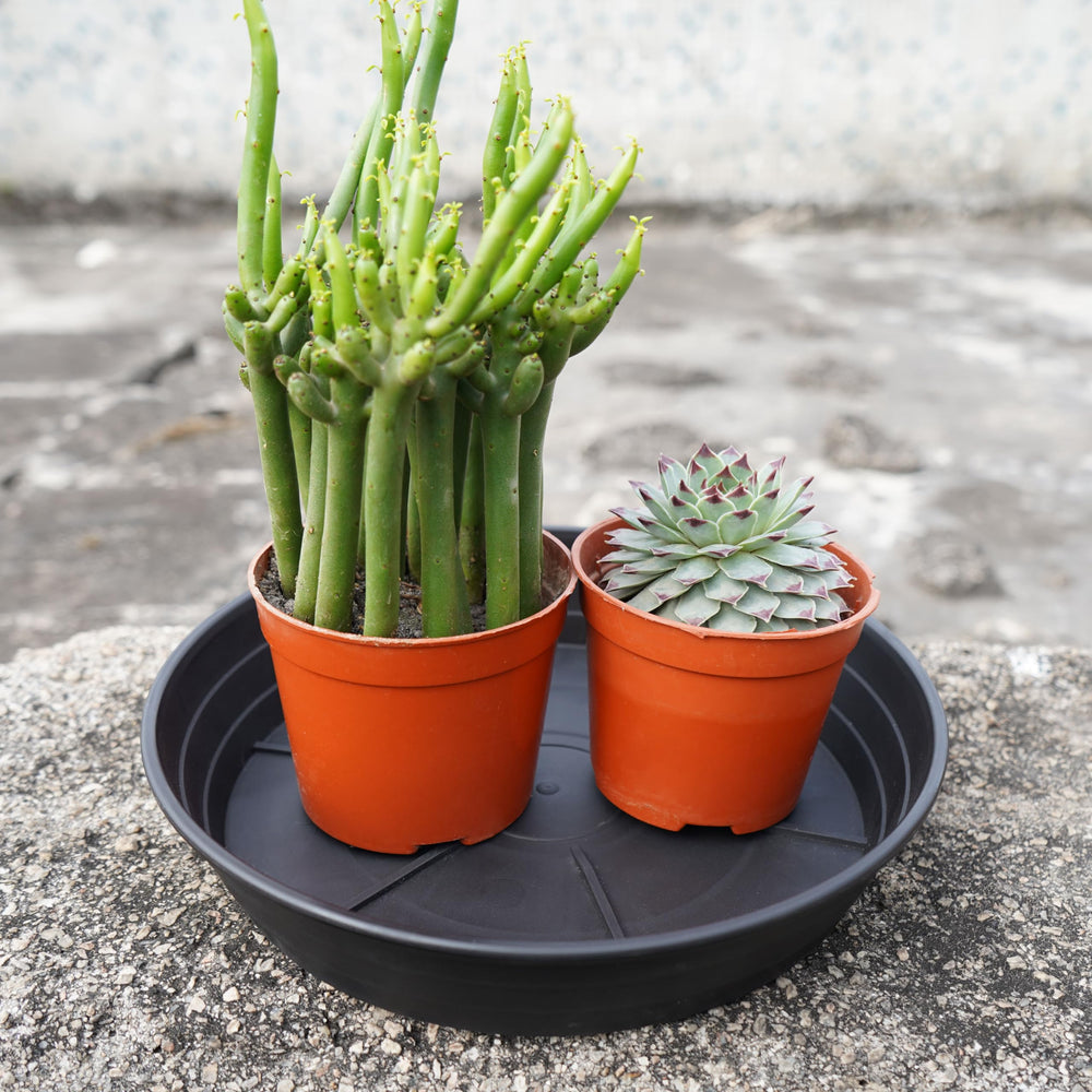 LWALRS plant saucer tray in outdoor setting