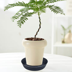 LWALRS Plant Saucer used as a birdbath
