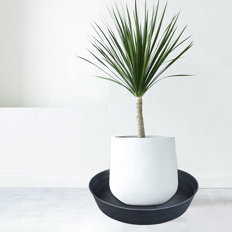 LWALRS plant saucers displayed outdoors with plants