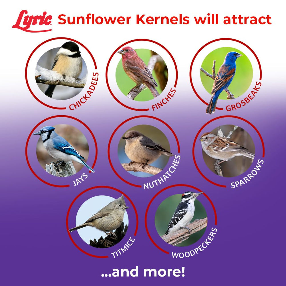 Lyric Sunflower Kernels in a backyard garden setup
