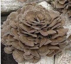 Maitake mushroom liquid culture preparation setup
