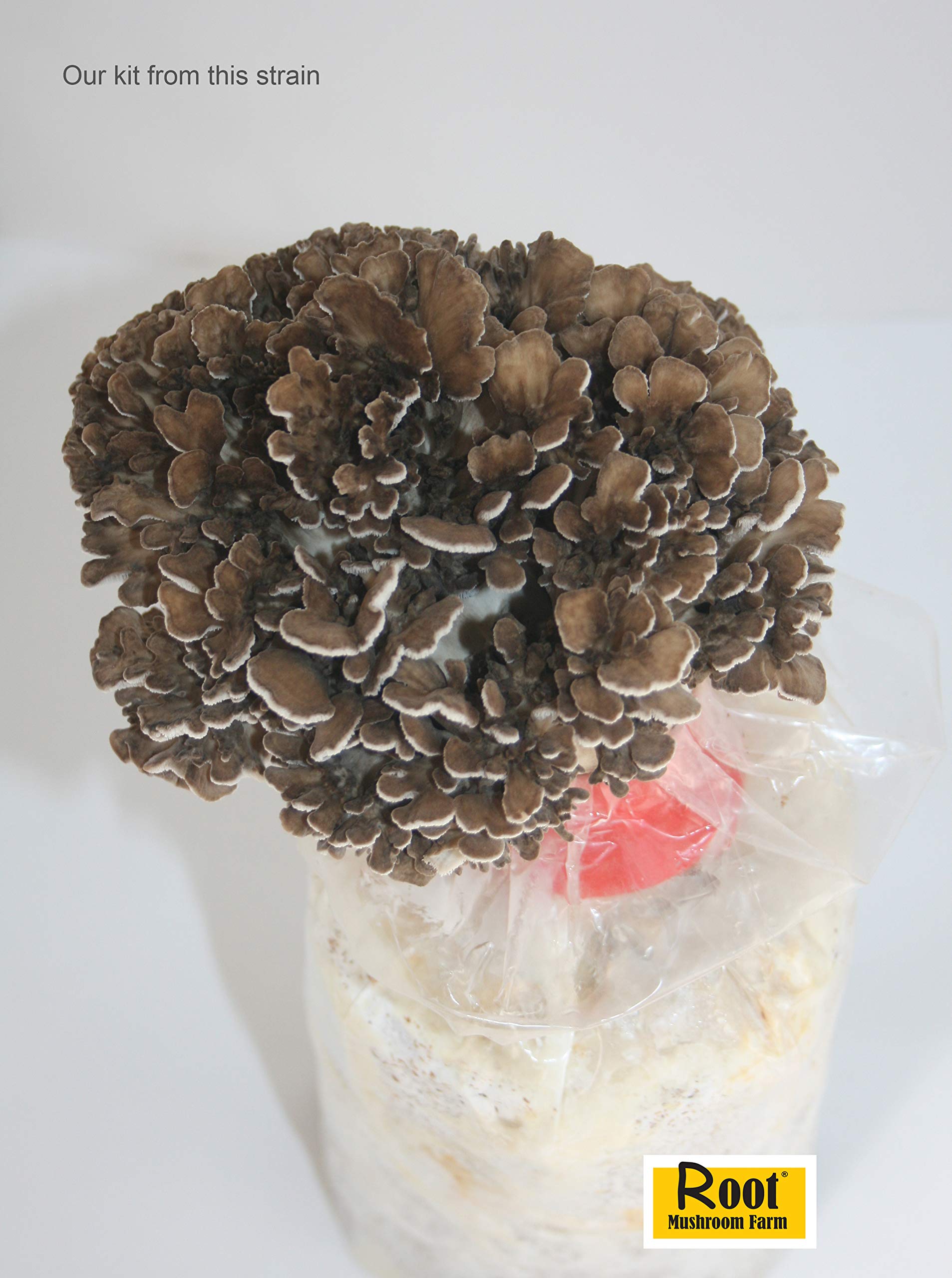 Maitake mushrooms growing from substrate