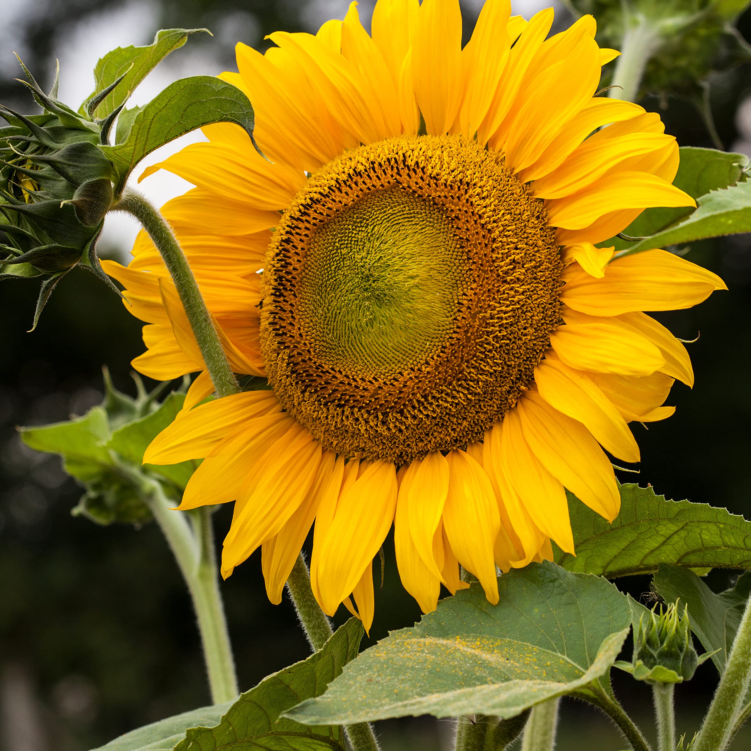 Mammoth Sunflower blooming in a garden
