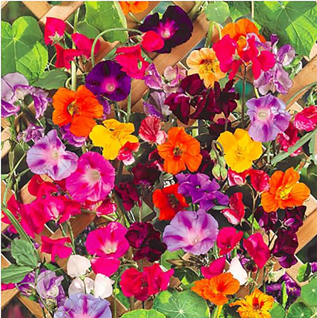 Marde Ross & Company Climbing Vines Seeds colorful mixture pack front view