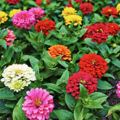 Marde Ross & Company Mixed Zinnia Seeds pack, 300 seeds