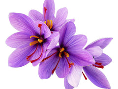 Marde Ross & Company Saffron Crocus Corms packaging front view