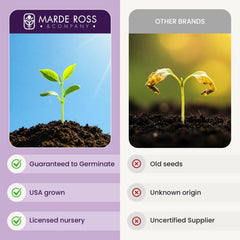 Marde Ross & Company seed packet back view with planting instructions
