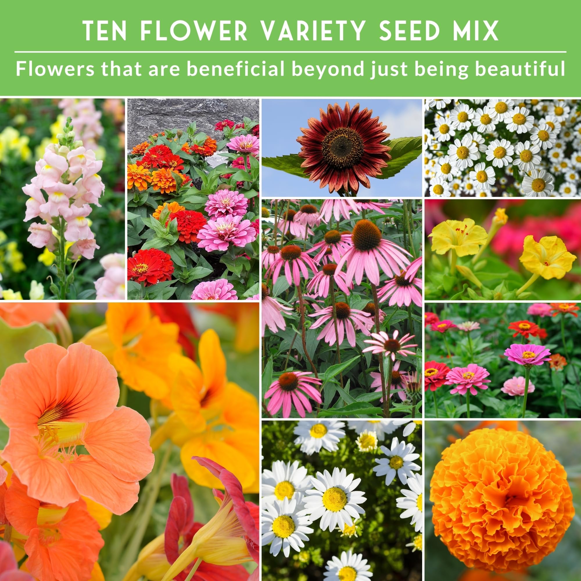 Marigold flower from SURVIVAL GARDEN SEEDS collection