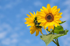 Marigold seed packet from Black Duck Brand flower seed collection