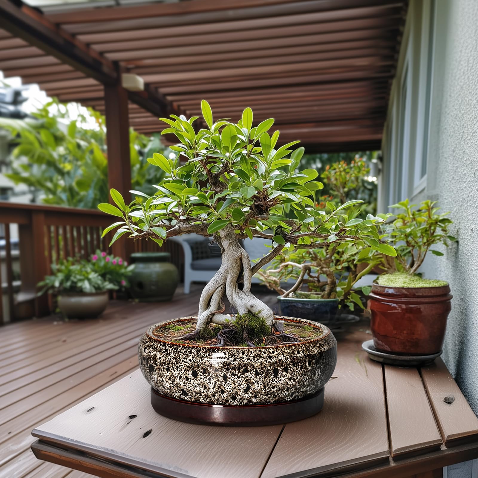 Matching ceramic saucer for EPFamily Bonsai Planter