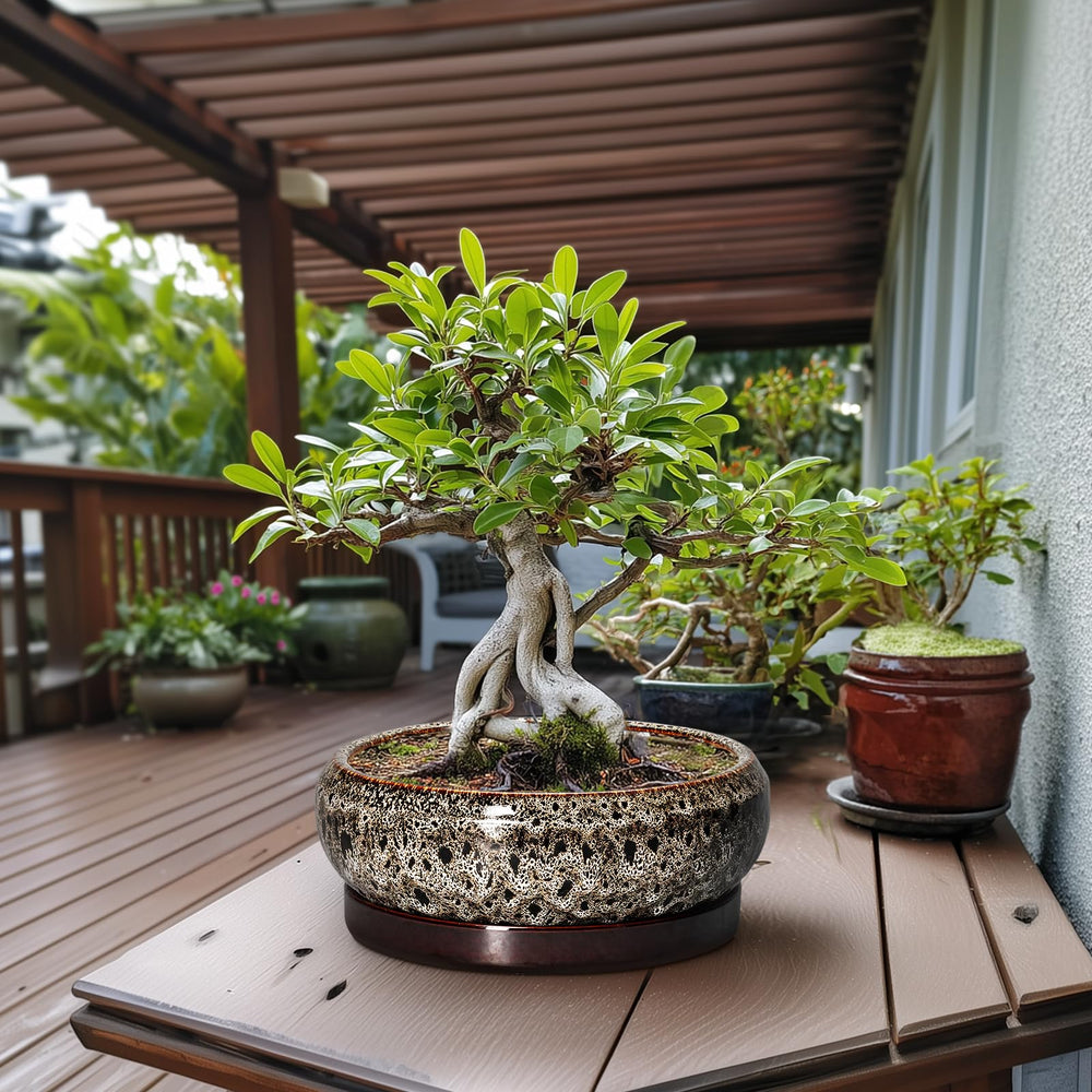 Matching ceramic saucer for EPFamily Bonsai Planter