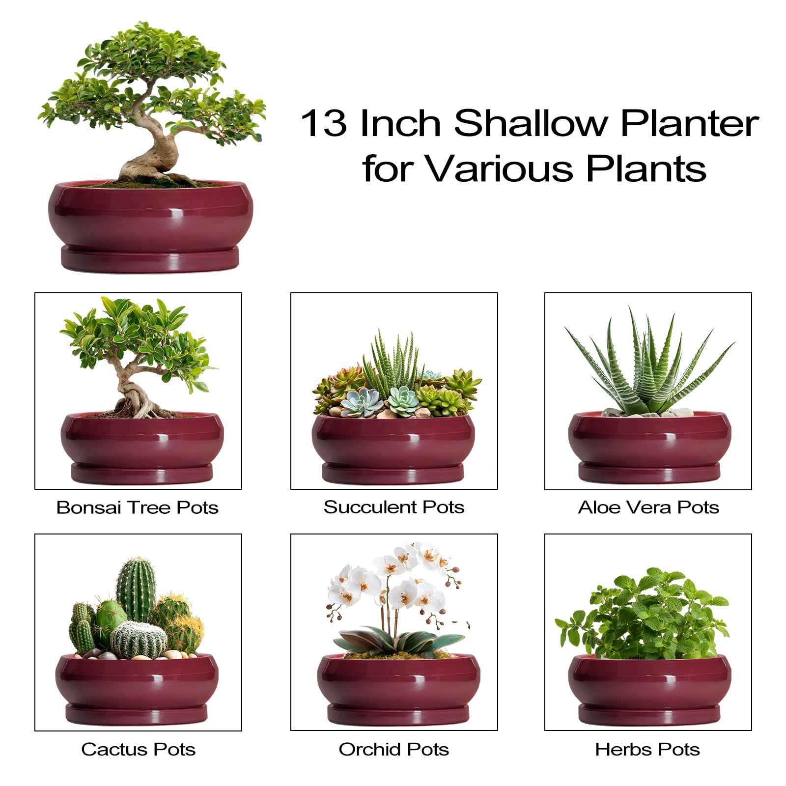 Matching saucer included with EPFamily bonsai tree pot