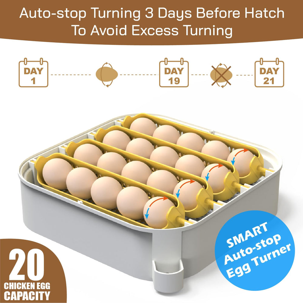 MATICOOPX egg incubator interior view with eggs