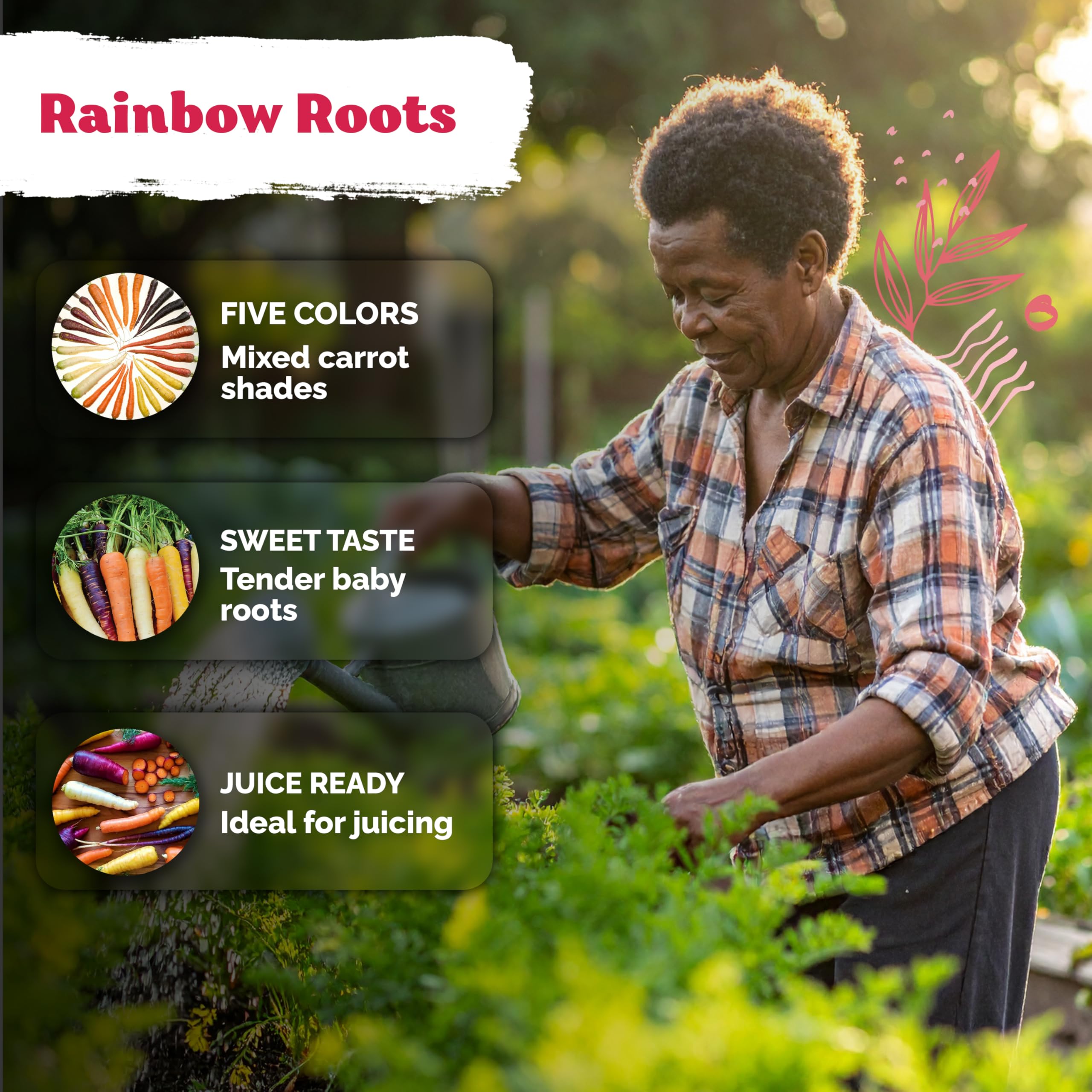 Mature rainbow carrots in garden